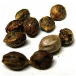 Семена марихуаны АК-47  (Seeds AK-47) в Щелково